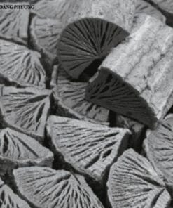 Than trắng cây sồi