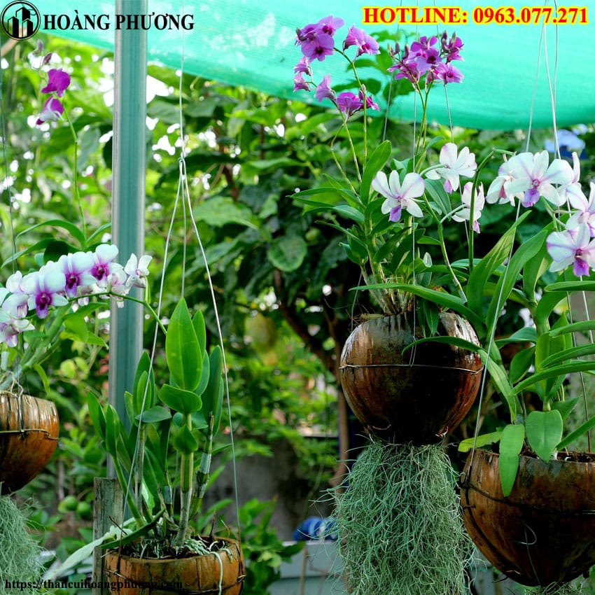 Cách trồng lan bằng than củi và xơ dừa