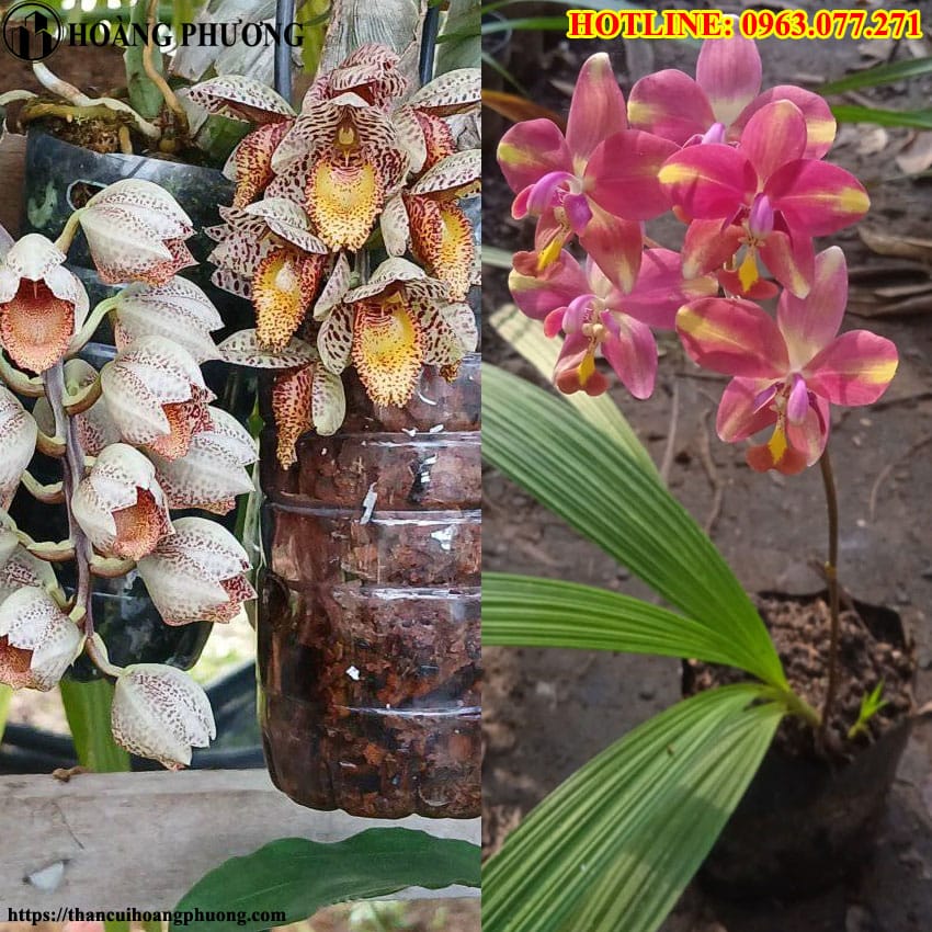 Mua than củi trồng lan