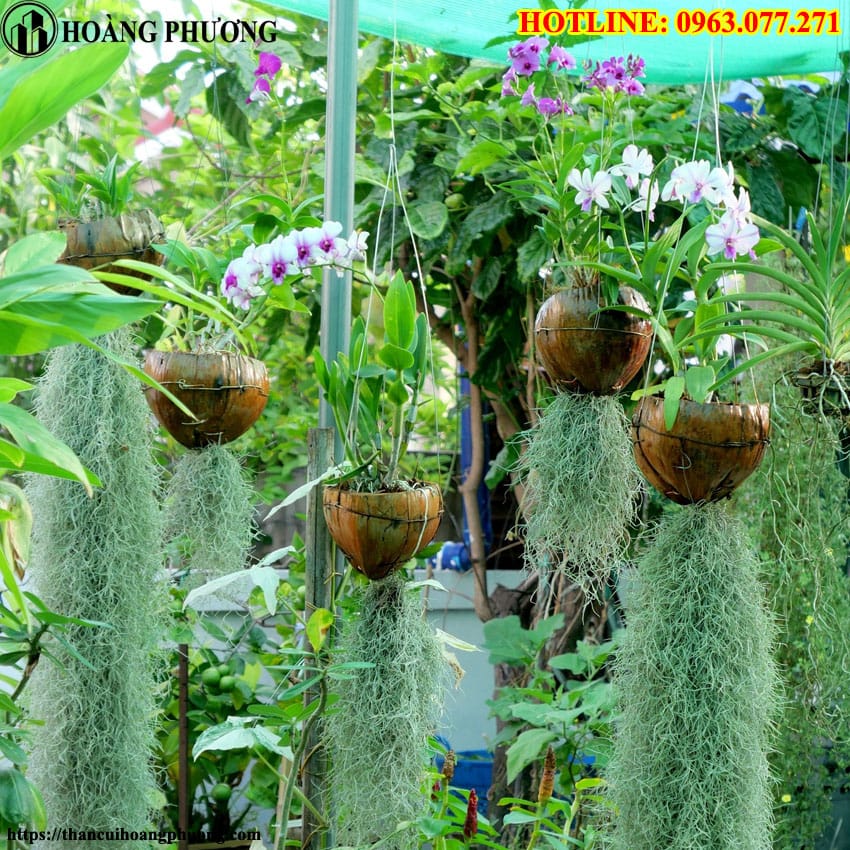Nên trồng lan bằng than củi hay vỏ thông